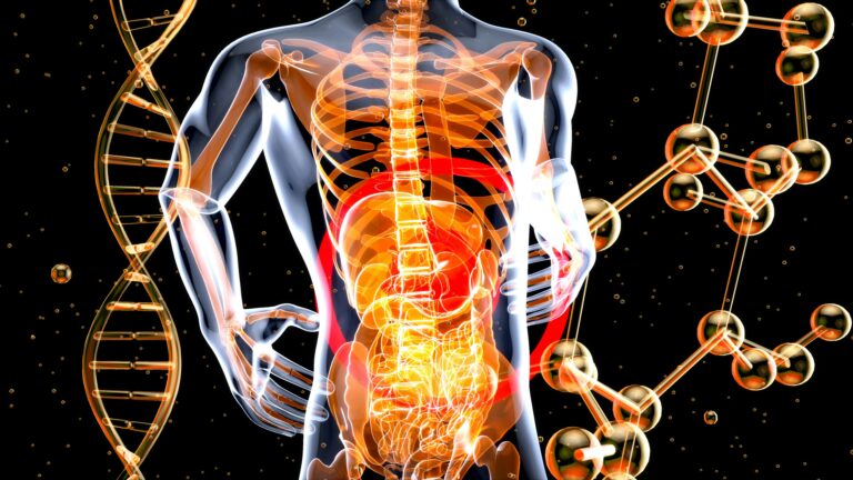 Why Fiber Is the Key to a Healthy Digestive System & Gut Health